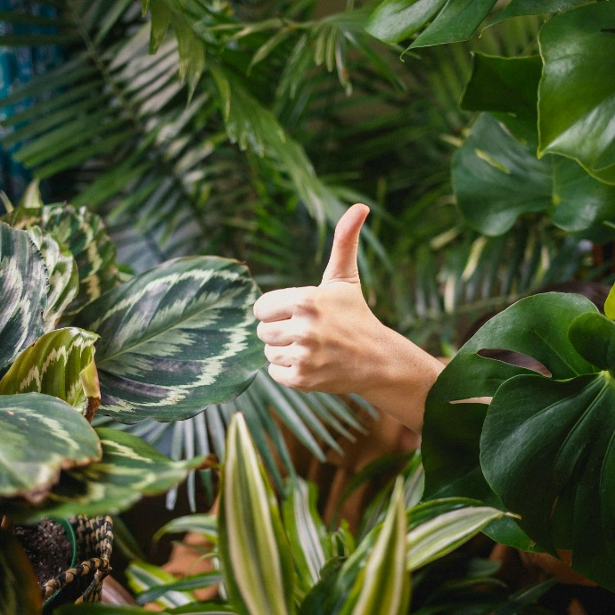 person showing thumb